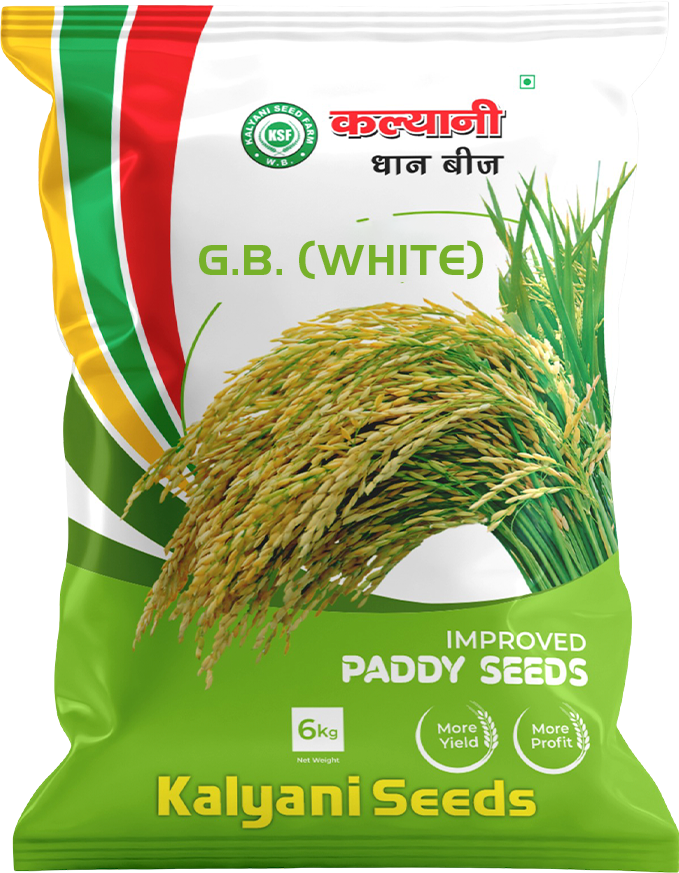 kalyani paddy seeds